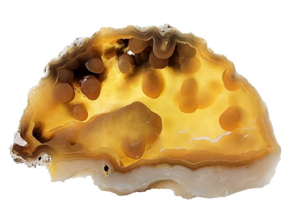 Fossil coral, chalcedony - USA, Tampa Bay, Tampa, Florida