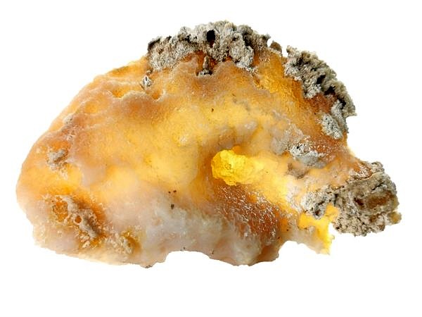 Fossil coral, chalcedony - USA, Tampa Bay, Tampa, Florida
