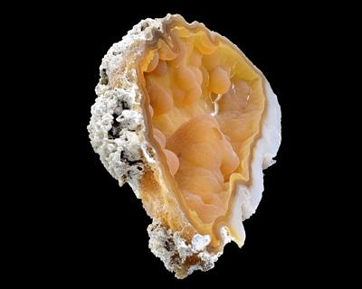 Fosilní korál, chalcedón - USA, Tampa Bay, Tampa, Florida