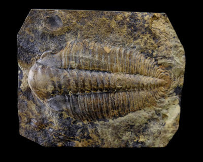 Trilobite (Hydrocephalus minor) - Jince (Vinice), Barrandien, Czech Republic