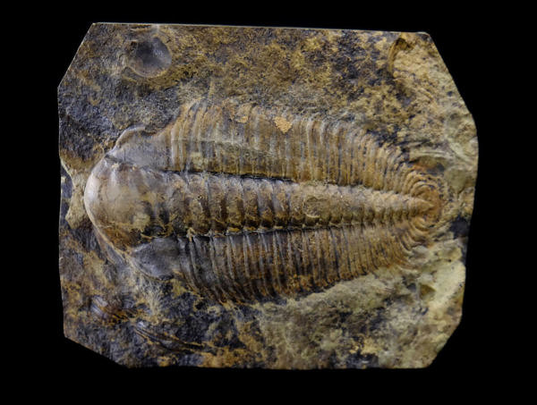 Trilobit (Hydrocephalus minor) - Jince (Vinice), Barrandien, Česká republika