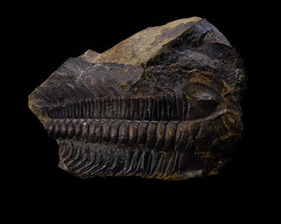 Trilobit (Paradoxides gracilis) - Felbabka (Jince), Barrandien, Česká republika