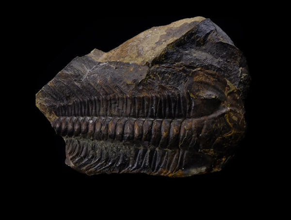 Trilobit (Paradoxides gracilis) - Felbabka (Jince), Barrandien, Česká republika